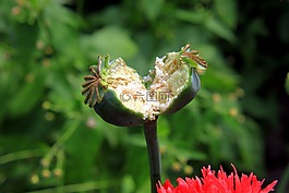 膠囊,花園,鴉片