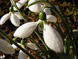自然,鮮花,花園
