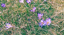 番红花,四月,chochołowska谷