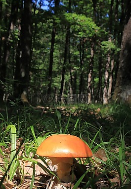 蘑菇,真菌,地板