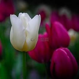 郁金香,花語(yǔ),光