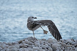 鳥,翅膀,鵝卵石