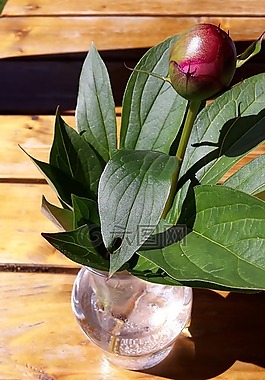 芽,牡丹,勃艮第