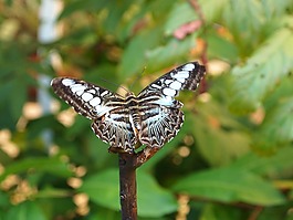蝴蝶,自然,昆蟲(chóng)