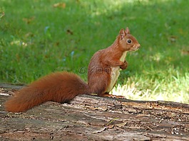松鼠,動物,性質(zhì)