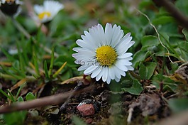 雛菊,花,宏