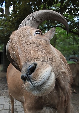 比利山羊,角,動物