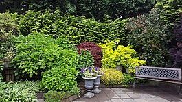花園,板凳,夏天