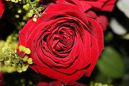 玫瑰,紅色,開花
