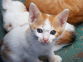 小貓,貓,動物