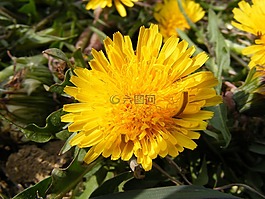 自然,鮮花,花園