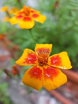 萬(wàn)壽菊,開(kāi)花,豐富多彩