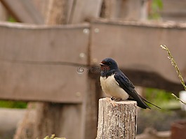 鳥,山雀,小小鳥