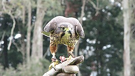 獵鷹,鳥,自然