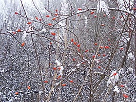 冬天,雪,樹