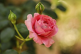 玫瑰,花,花園