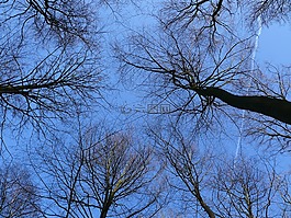 森林,樹(shù)木,天空