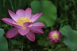 蓮花,植物,大自然