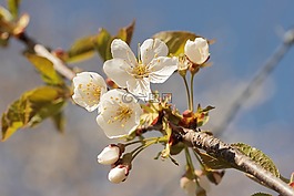 苹果树上的花,春天,白