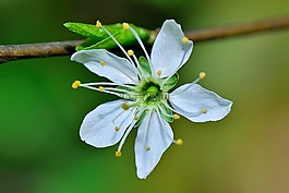 性質(zhì),花,宏