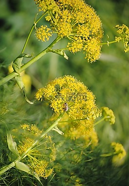 春天的花朵,黃色,花