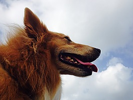 狗,牧羊犬,寵物