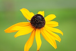 花,太阳帽子,黄色