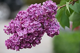 紫丁香,開花,春天