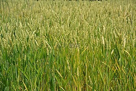 小麥,谷物,峰值