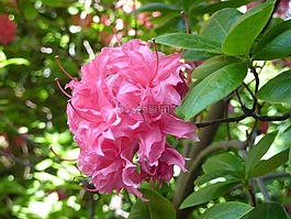 杜鹃花,开花,粉红色