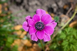 花,粉紅色,開花
