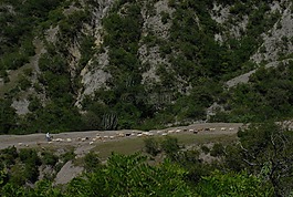 山羊,牲畜