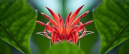 芙蓉 schizopetalus,花,紅色