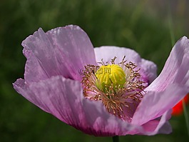 開花,花,紫