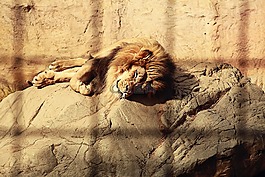 獅子,籠,睡眠