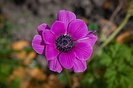花,粉紅色,開花