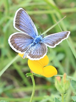 藍(lán)色,蝴蝶,鮮花