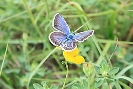 藍色,蝴蝶,鮮花