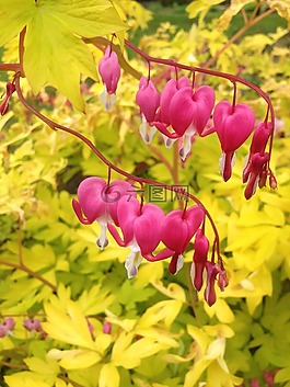花,葉子,黃色