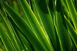 葉子,顏色,性質(zhì)