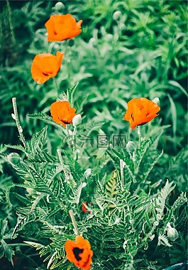 鮮花,綠色,植物