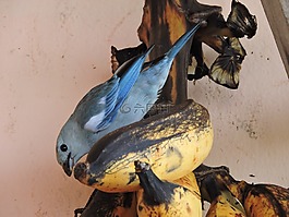 性質(zhì),動(dòng)物,亞馬孫