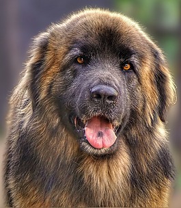 狗,动物,leonberger