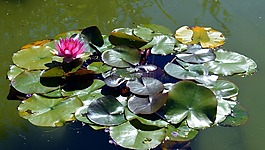 睡蓮,粉紅色,開(kāi)花