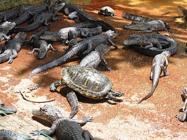野生動物,鱷魚,危險