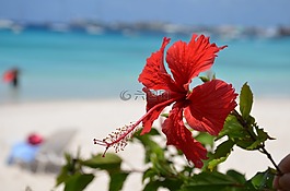 海灘,芙蓉花,加勒比海