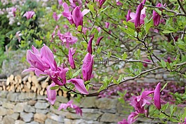 秘密花園,肖 匈牙利,范