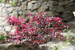 秘密花園,肖 匈牙利,范