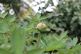 秘密花園,肖 匈牙利,范