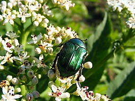 綠色,bug,昆蟲